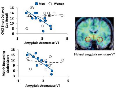 Human Cognitive Ability Is Modulated by Aromatase Availability in the Brain in a Sex-Specific Manner